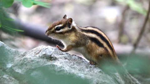 在安徽做松鼠AI代理到底行不行？我跑遍了皖南皖北，跟你说点掏心窝子的话